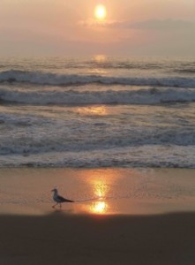 Gull on the beach