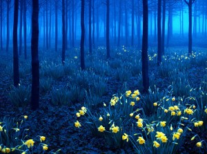 Blue forest